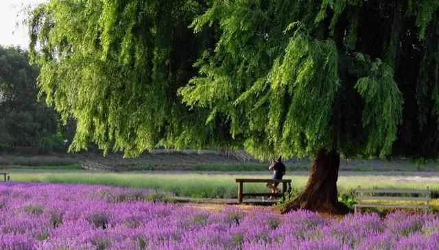 圣人之道为而不争的读音,圣人之道为而不争