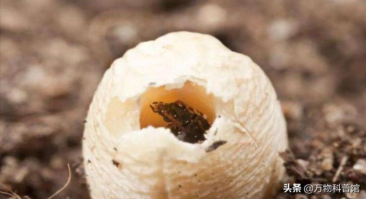 超市买的大米为什么煮不烂,为啥大米放超市里很久都不坏