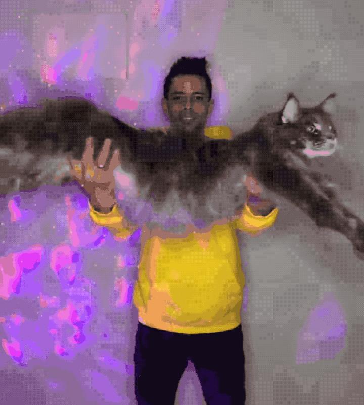 最不值钱的猫有哪几种,养得起这几种猫的都是土豪