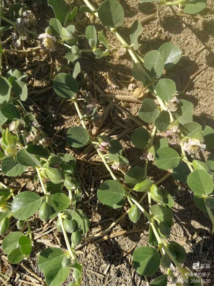 沧州东乡记忆——野西瓜苗