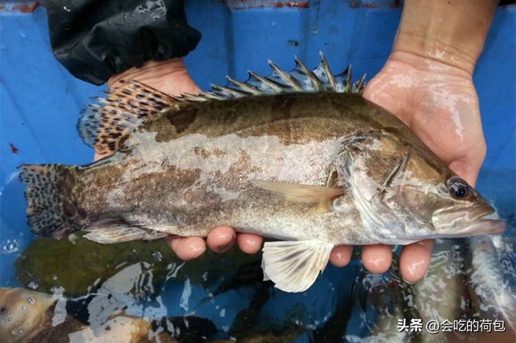春季养生要吃鱼8种鱼最肥美,春天多吃鱼推荐5款好吃的鱼类