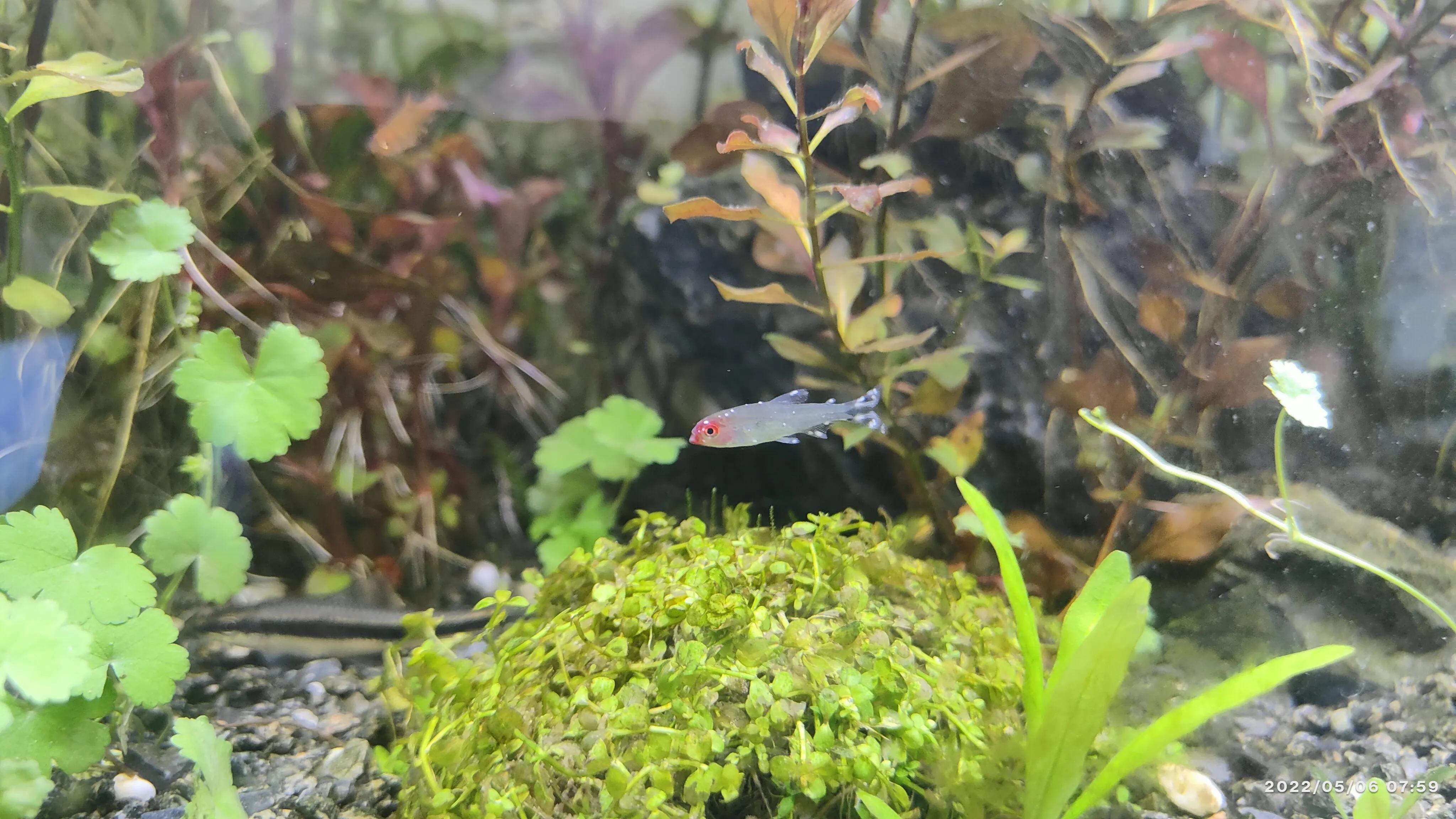 热带小鱼有白点病怎么办,小鱼得了白点病怎么办