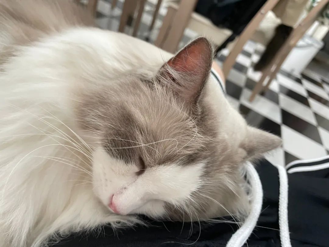 汤圆布偶猫,最好看的布偶猫汤圆