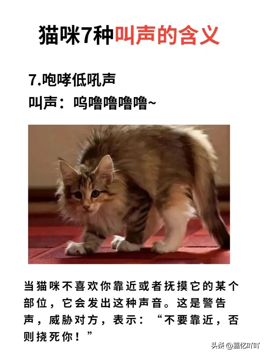 猫咪的各种叫声分别代表啥意思,猫咪各种叫声的含义