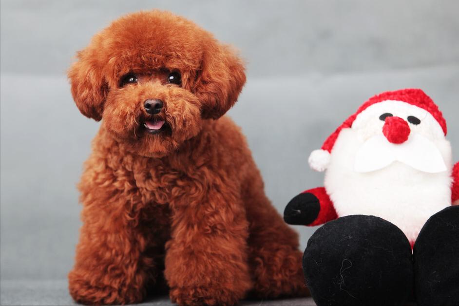 泰迪贵宾犬怎样区分,泰迪贵宾犬怎么区分