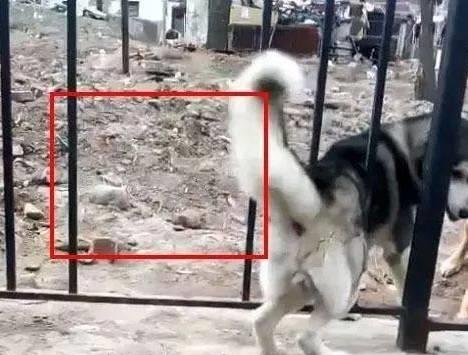 哈士奇有多调皮呢,哈士奇傻傻其实二哈聪明