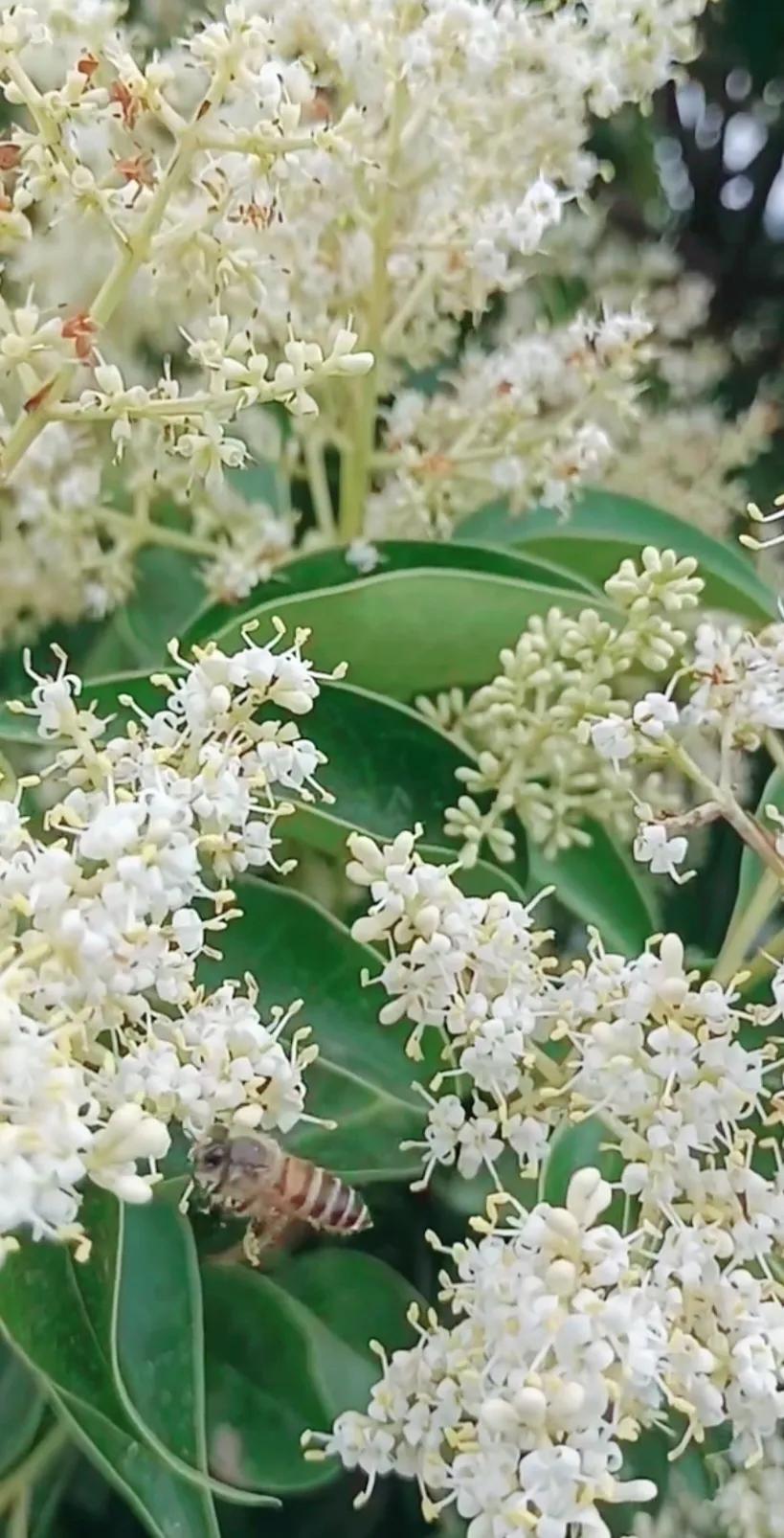 女贞子图片树木,女贞子树彩图