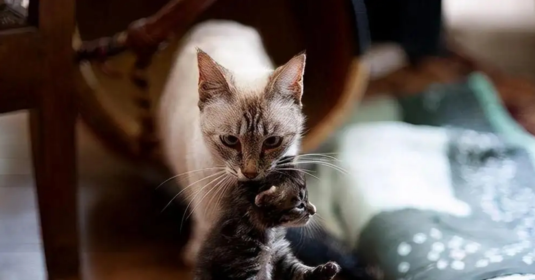 母猫交配后，为什么会满地打滚，还转头攻击雄性？