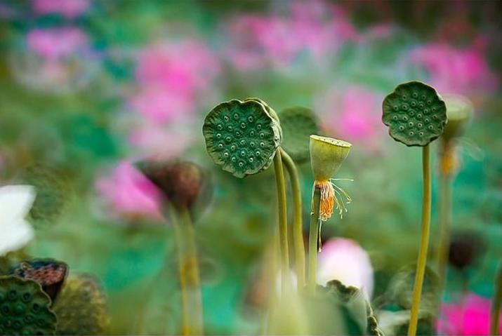 描写莲子长参的诗词,形容莲子好吃的诗句