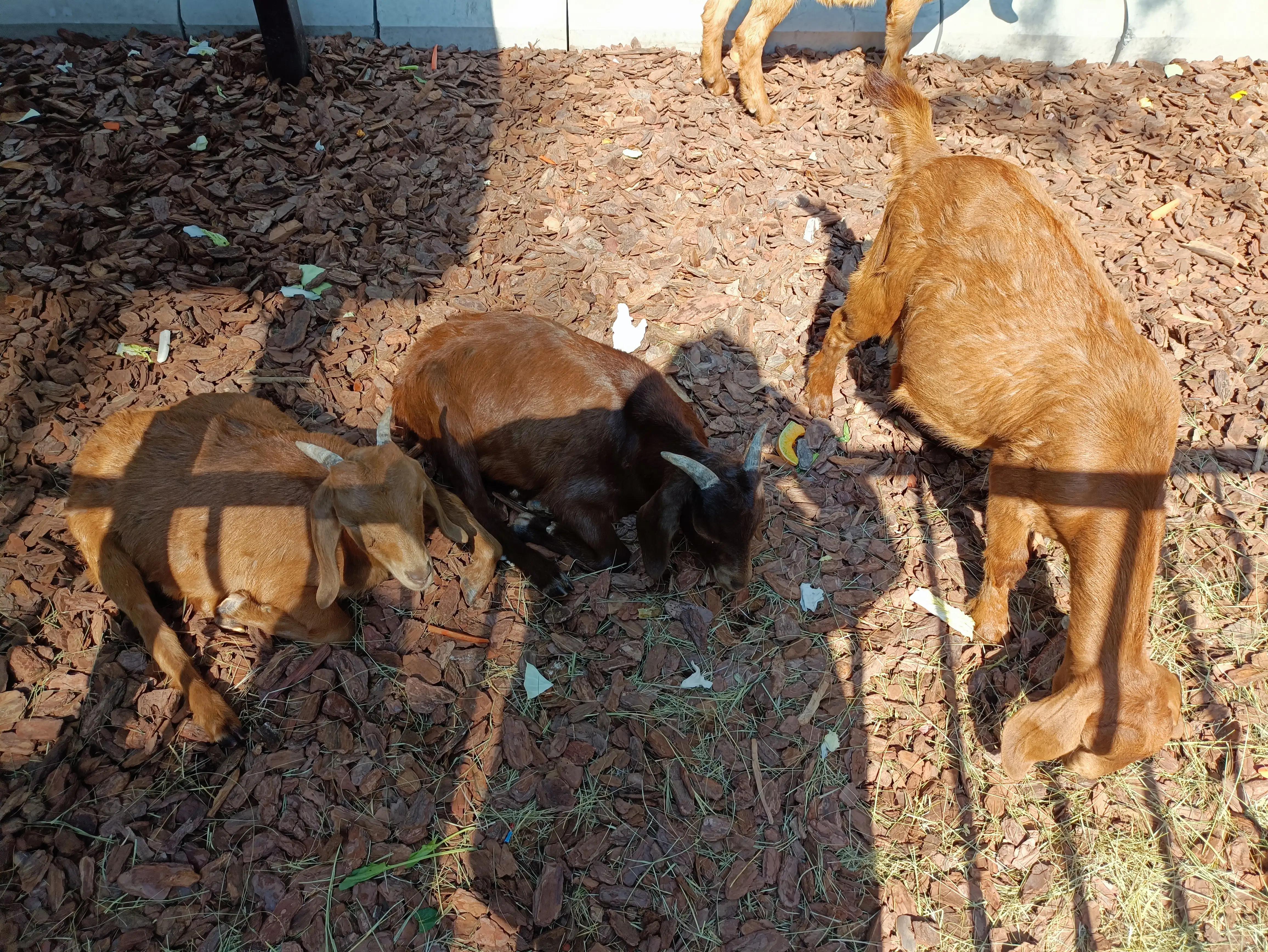北京动物园和北京野生动物园区别,北京野生动物园狗妈妈和老虎狮子