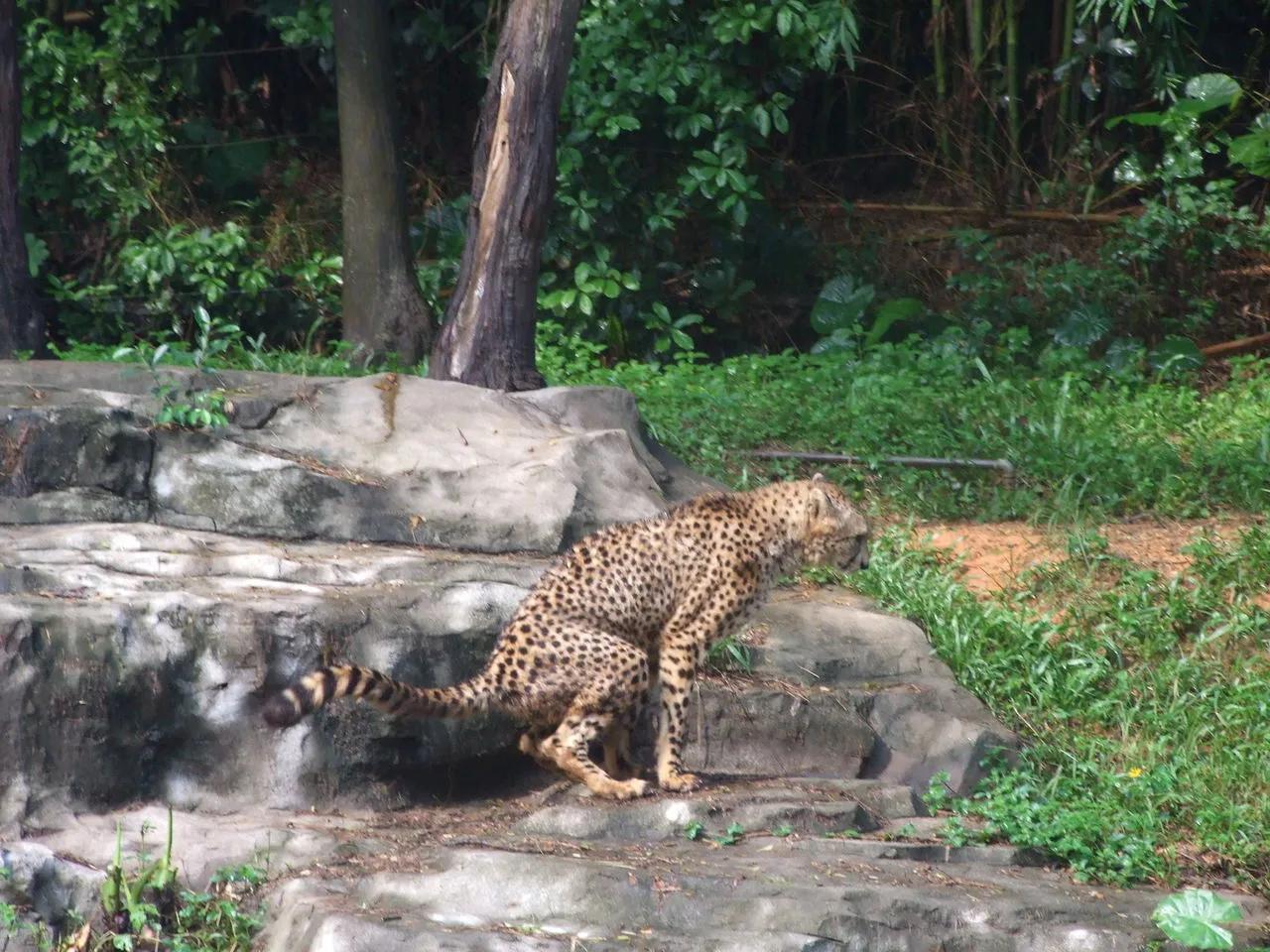 广州长隆野生动物世界有大象吗,广州长隆野生动物世界有多少动物