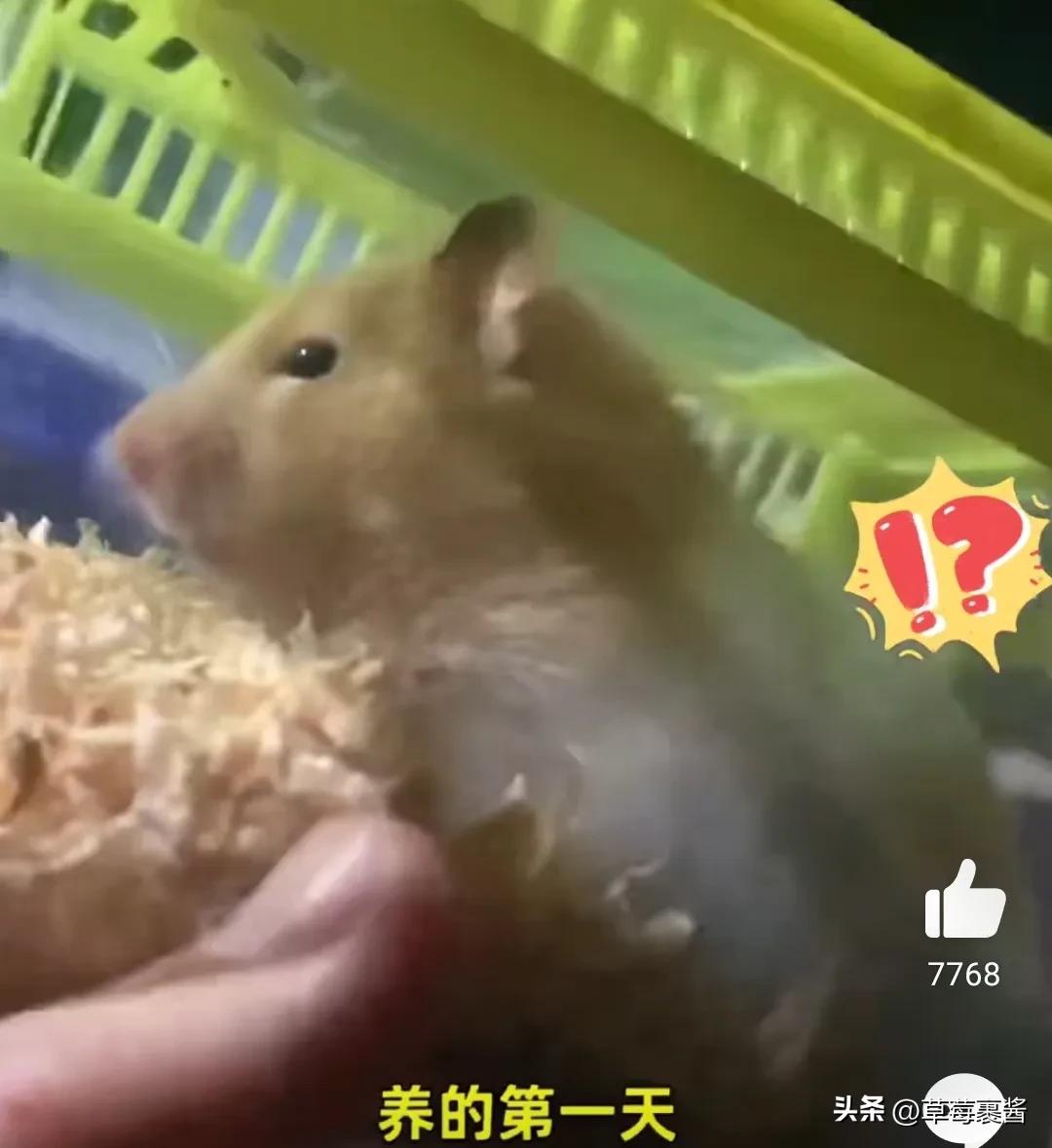 买仓鼠被咬花1000元,一女子买仓鼠被仓鼠咬了