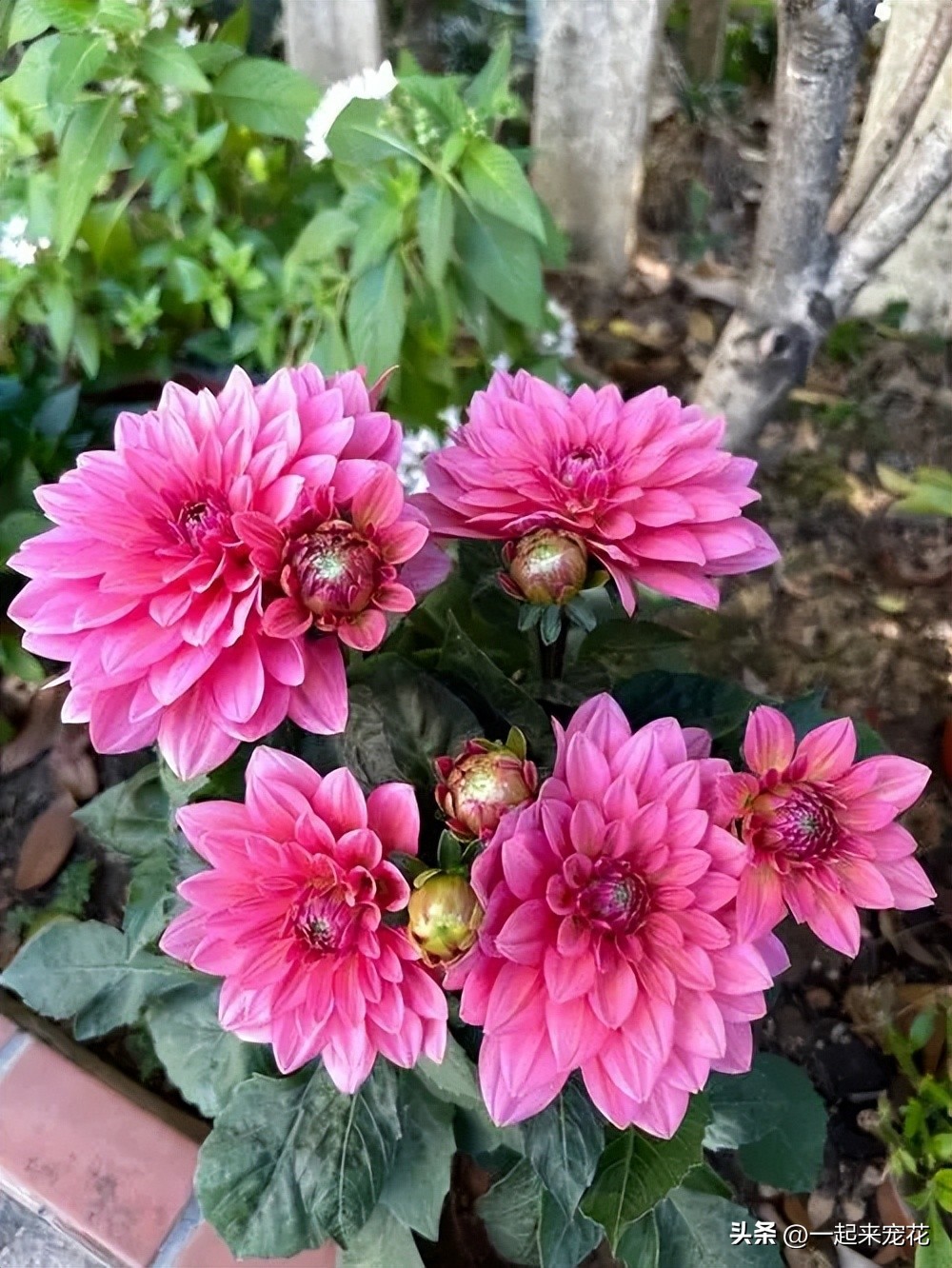 最好养又开花的四种花,五月份被公认阳台最好养的10种花