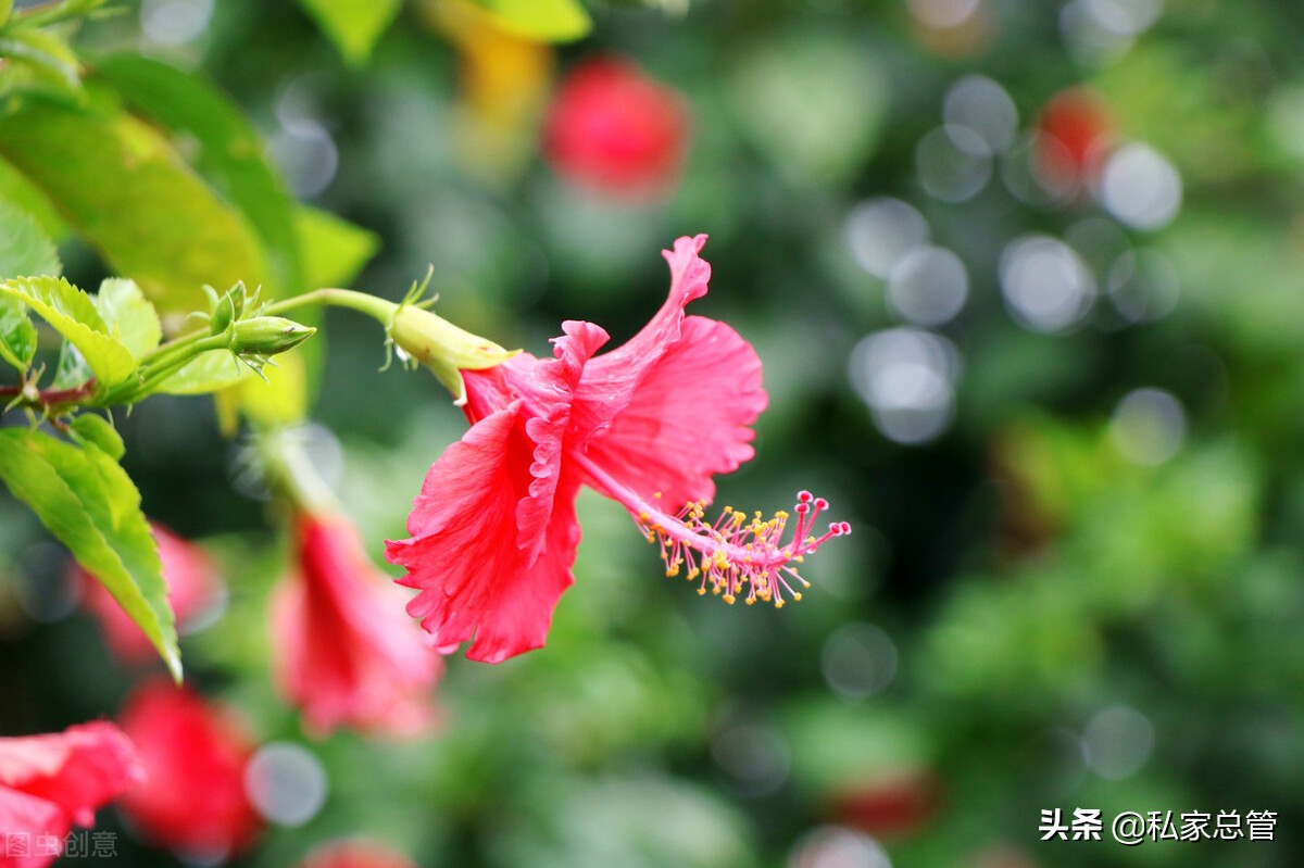 我喜欢现在的自己拼音,我喜欢现在的自己歌曲