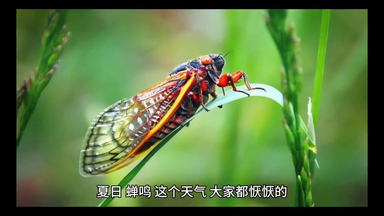 她做了他五年的地下情人,她做了他五年地下情人