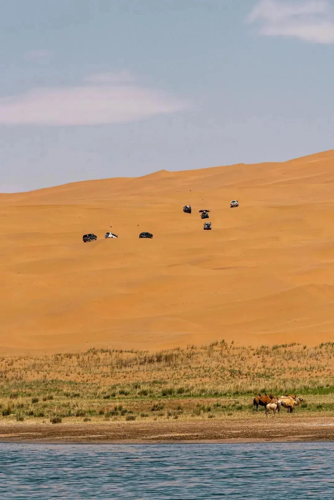 有灵性的5种动物千万别伤害,千万别伤害这五大灵性动物