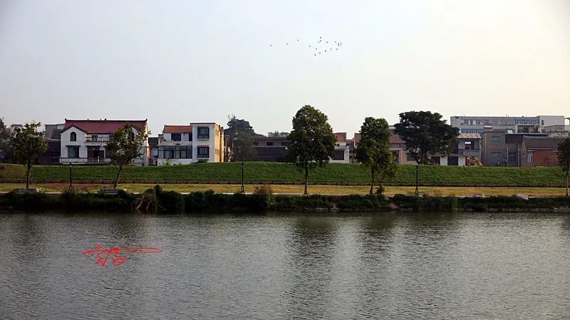 2022淮阳荷花节结束时间,看淮阳荷花节