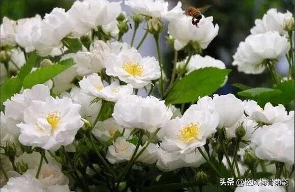 世界上最美的花朵前十,世界公认的最美花朵排名