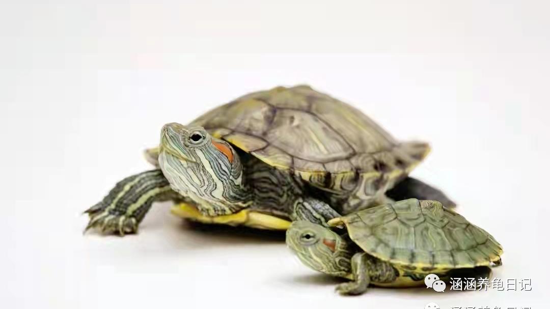 饲养小乌龟的正确方法,养小乌龟的必备常识