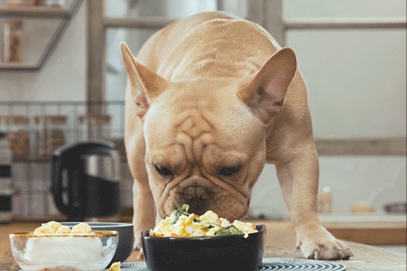 国产狗粮现状,国产狗粮到底能不能买