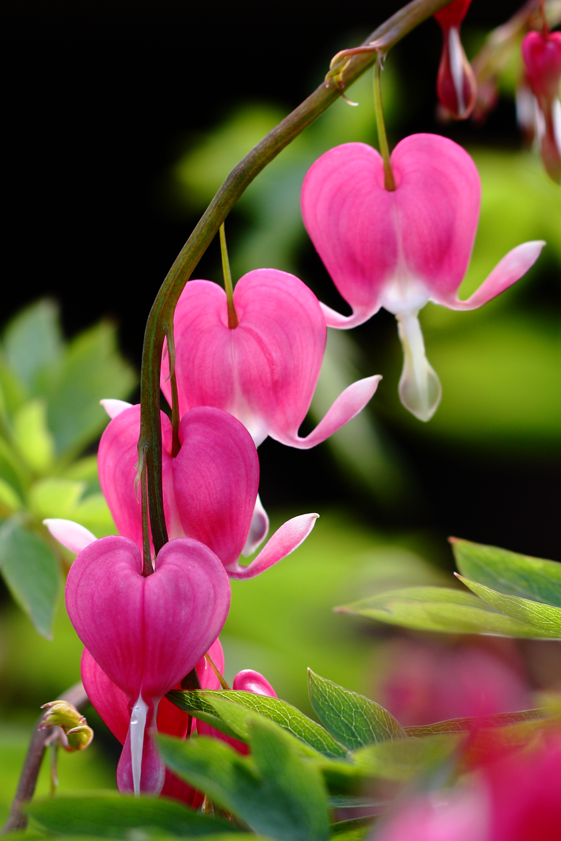 适合春季赏花的花,视觉盛宴五种赏花名花供您选择
