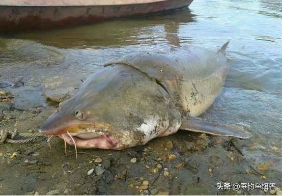 意外捕捞野生达氏鳇,达氏鳇增殖放流活动