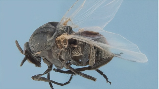 夏日带孩子户外活动当心这种虫,暑期带娃小心毒虫