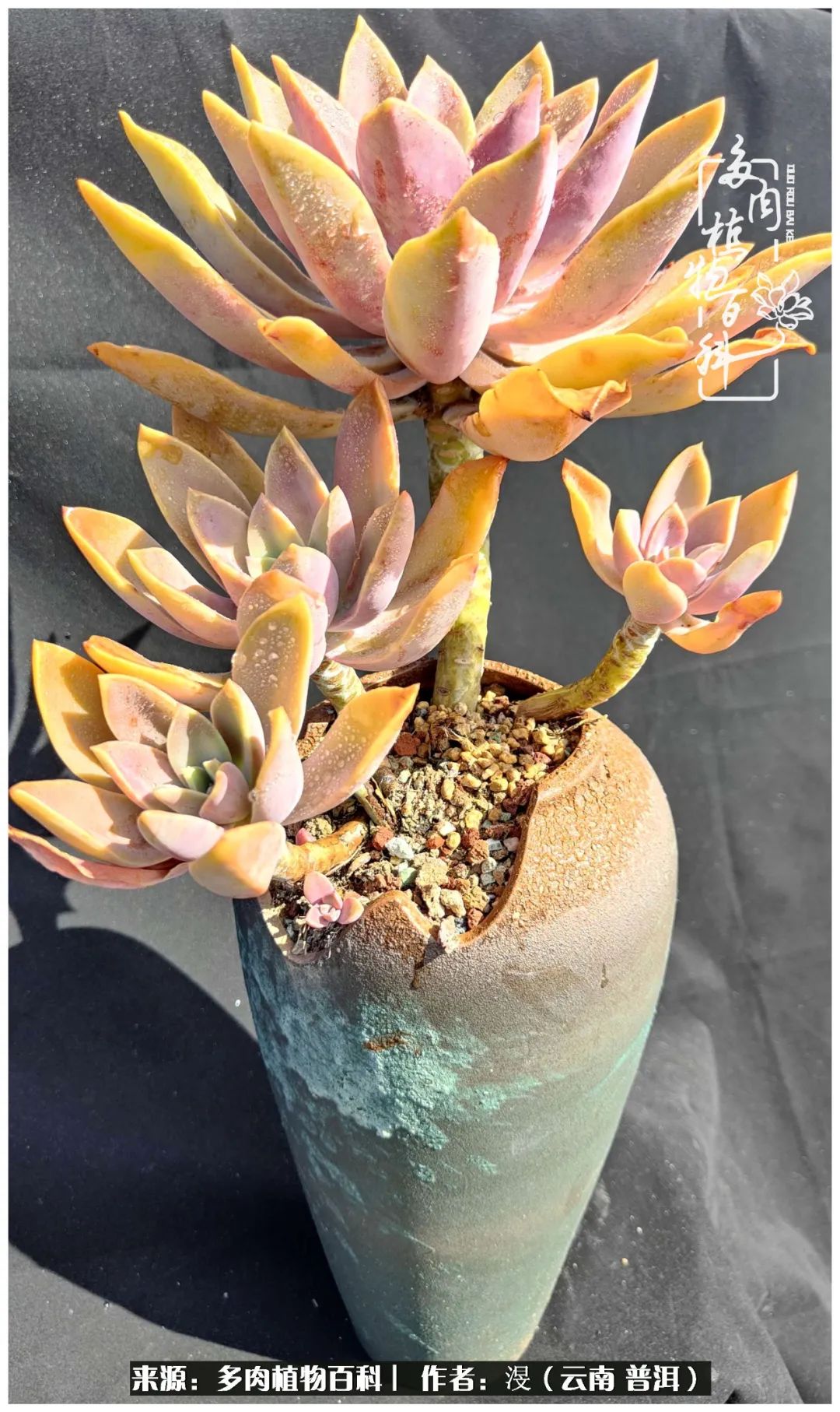 云南的冬天没有云！养肉七年，不谈得失，只论陪伴！