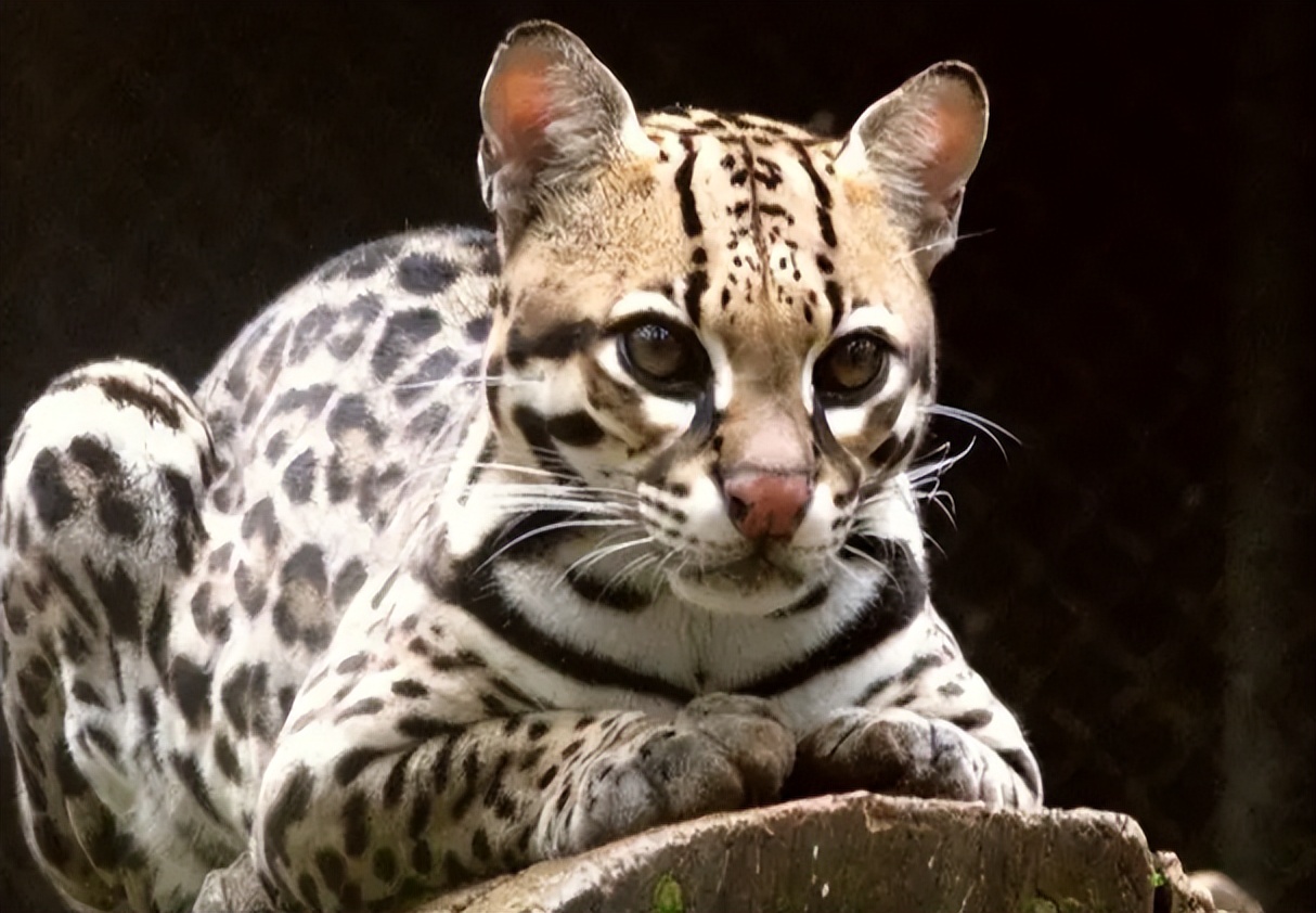 野生豹猫战斗力的爆表!还有哪些可以和豹猫媲美的野生猫呢?