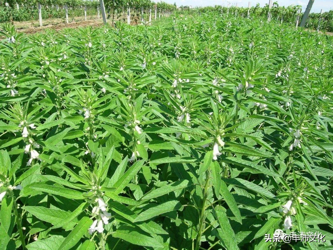 古代丰县在哪里,丰县有哪些历史