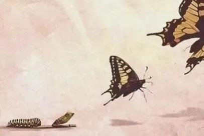 破茧成蝶,破茧成蝶的视频