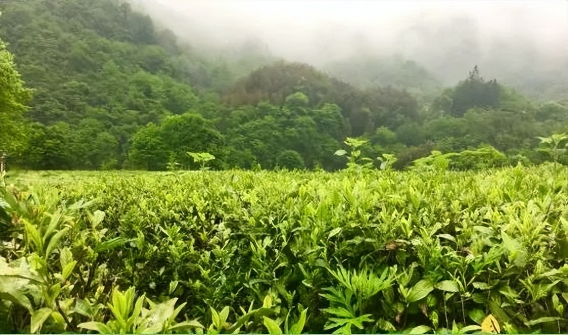 氧居田园山水一个值得你去体验的康县