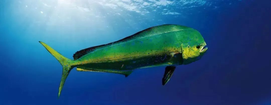 澳洲海鲜干货大全,澳洲精品海鲜