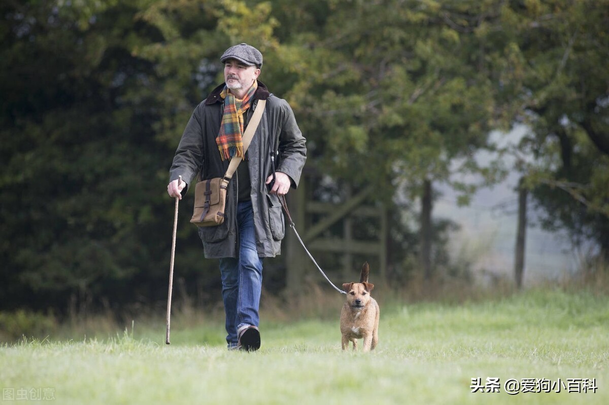 训练狗狗标准手势图,训练狗狗定点大小便