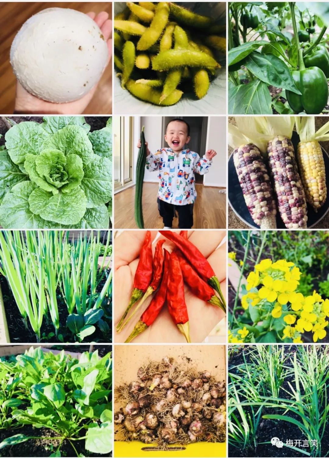 在澳洲种菜日记,我在澳洲学医