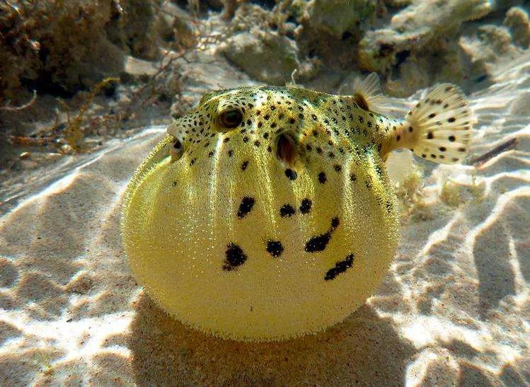 鱼类菜肴大全,鱼类食材大全