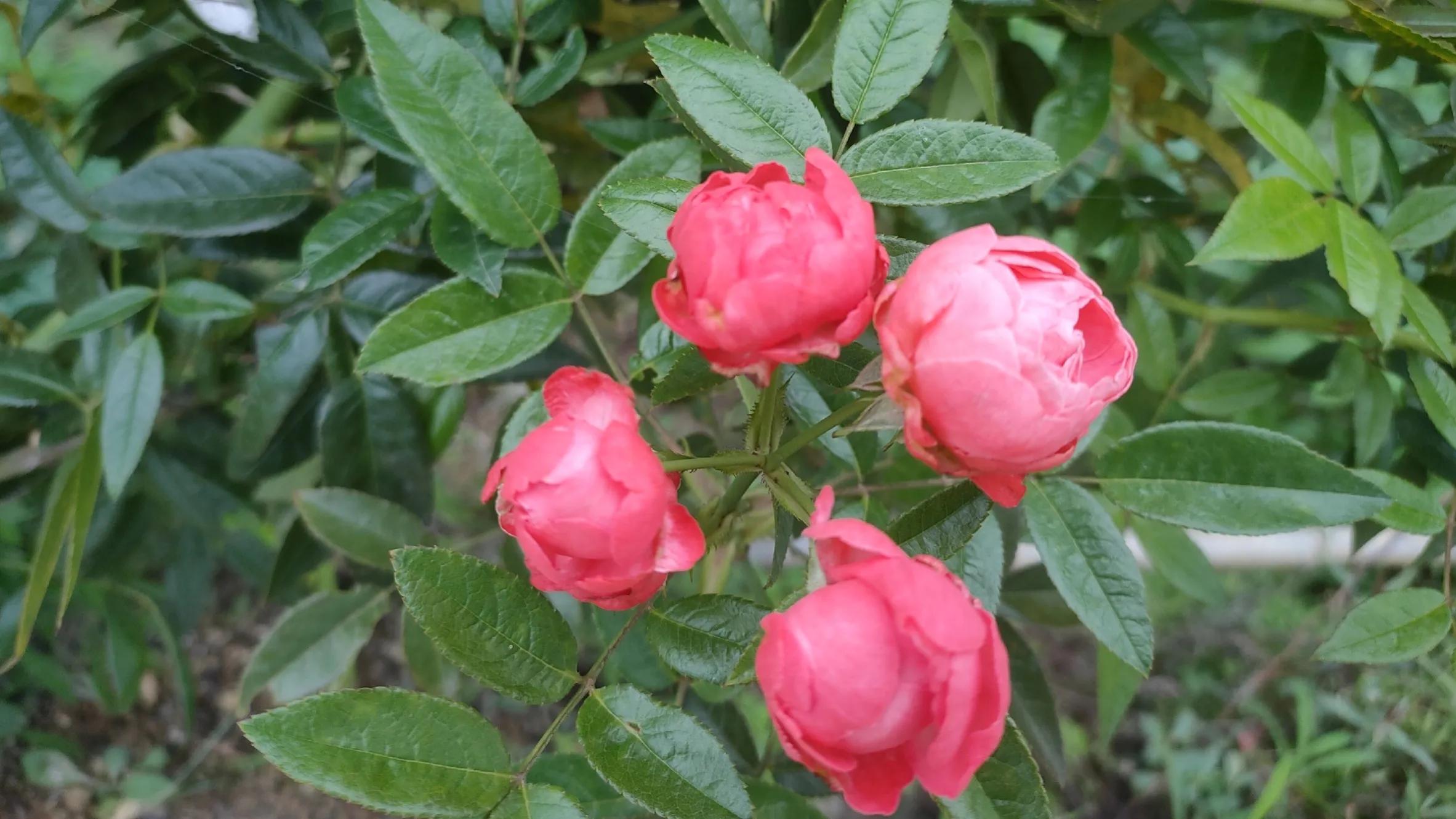 中视频计划会违规吗,中视频计划申请违规怎么处理