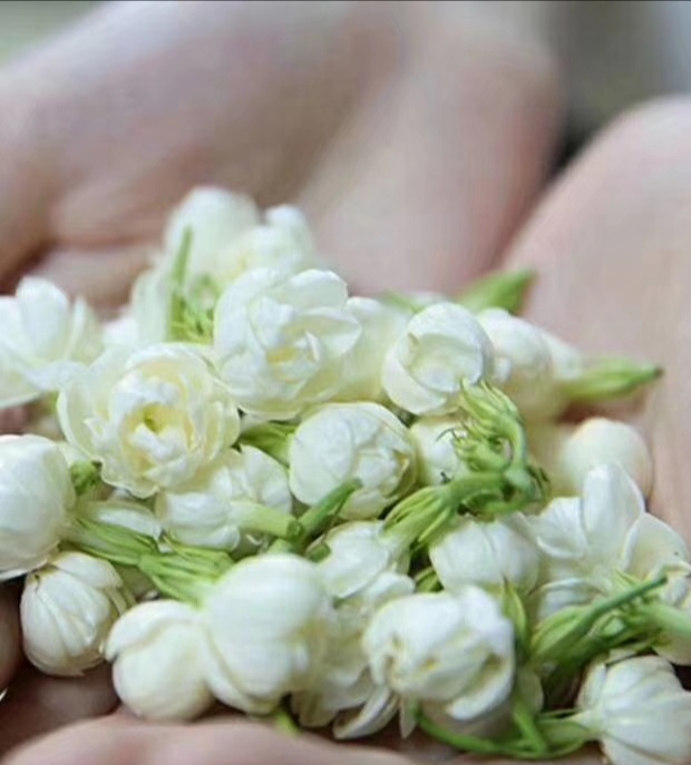 张一元茉莉花茶添加香精,猴王茉莉花茶添加香精