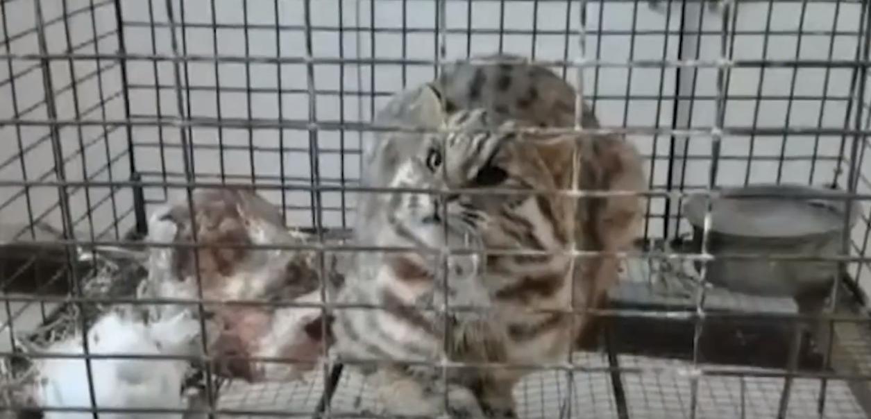 20年广东老太捡到一只“野猫”,越养越不对劲,专家看后立即报案