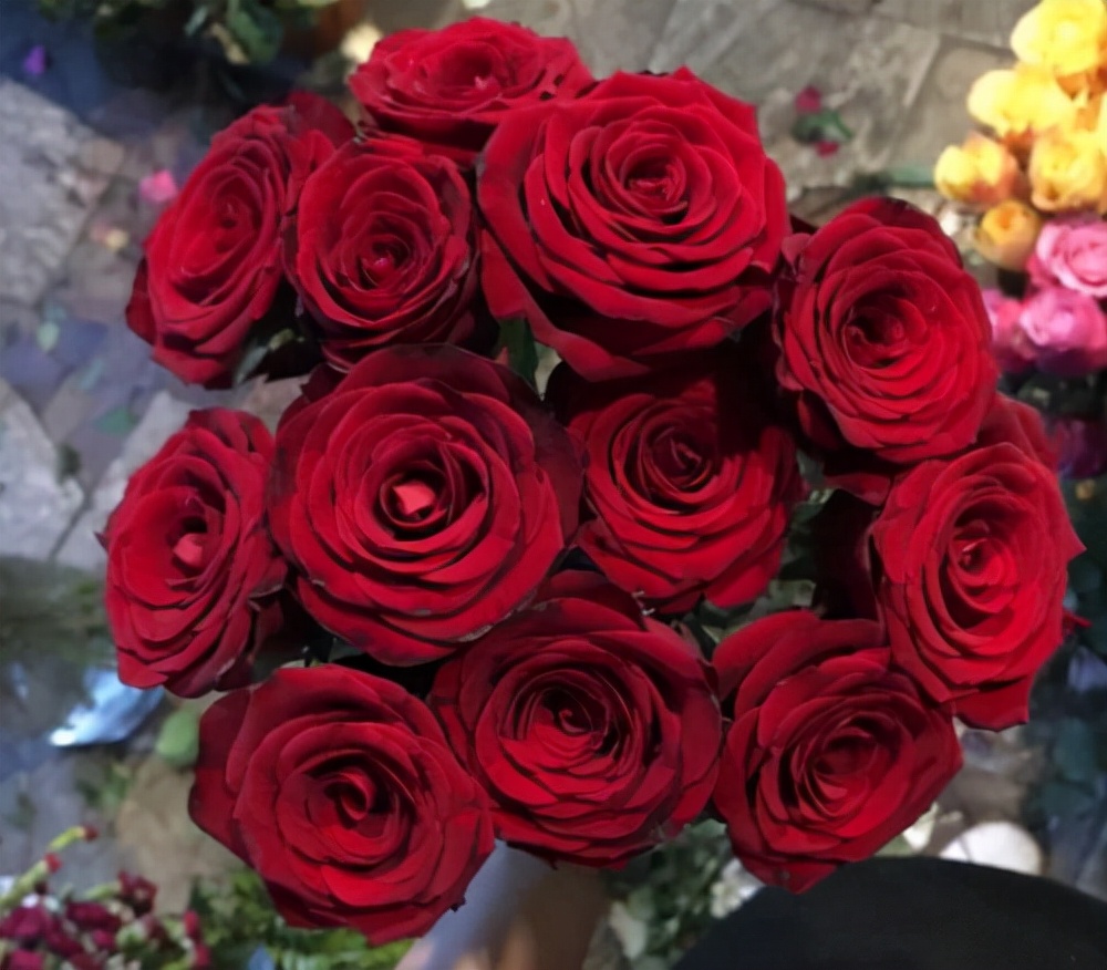 玫瑰花有几种颜色各代表什么意思,不同颜色的玫瑰花表示的寓意不同