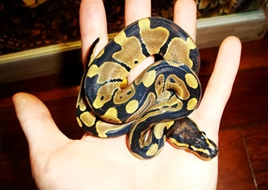 黑龙江女子养了20多条蛇,黑龙江女子养蛇