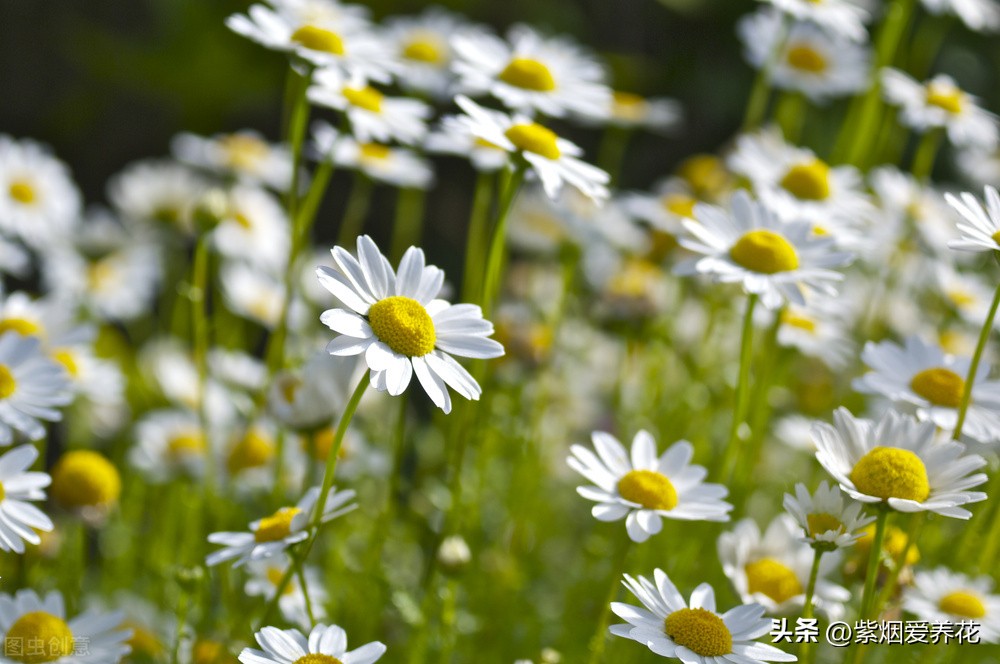 一丛黄菊花图片欣赏,五颜六色姹紫嫣红的鲜花
