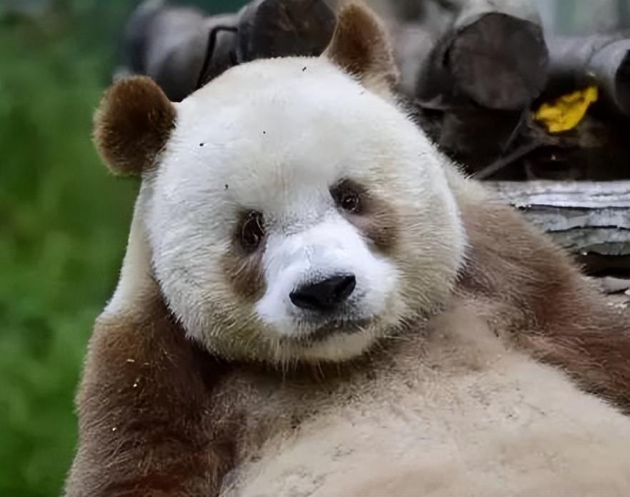 熊猫界顶流盘点,熊猫界十大顶流