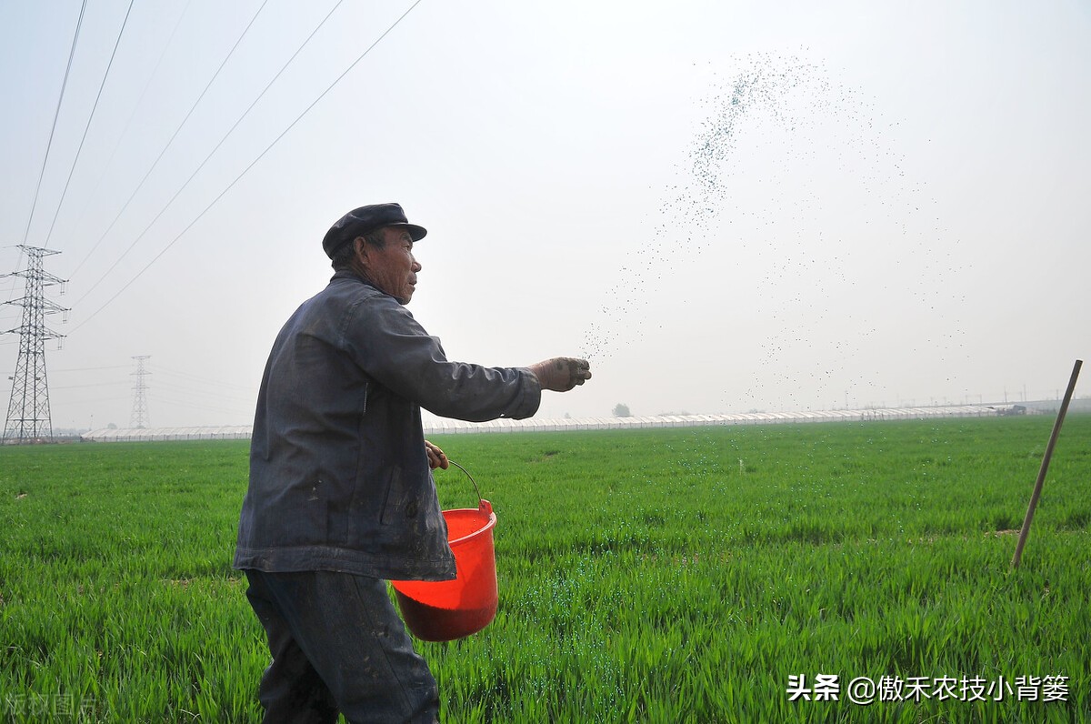 小麦春季苗黄苗弱苗怎么补救,小麦黄苗死苗什么原因怎么补救