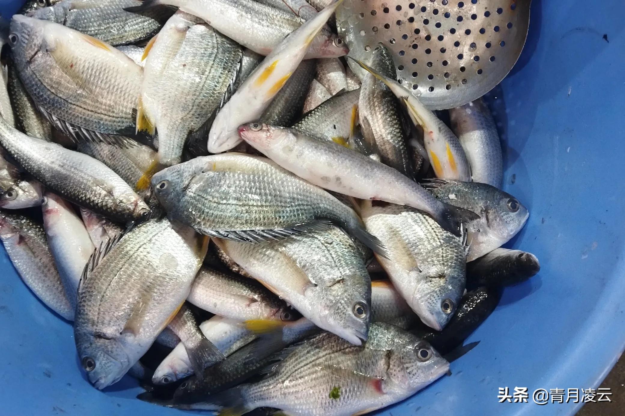 海鲜市场常见海产品图鉴,海鲜市场常见海产品图鉴表图例