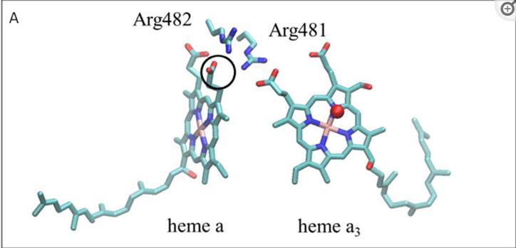 探究移动色氨酸是*霉素黄**抗生素合成黄素酶中内在电荷转移供体应用