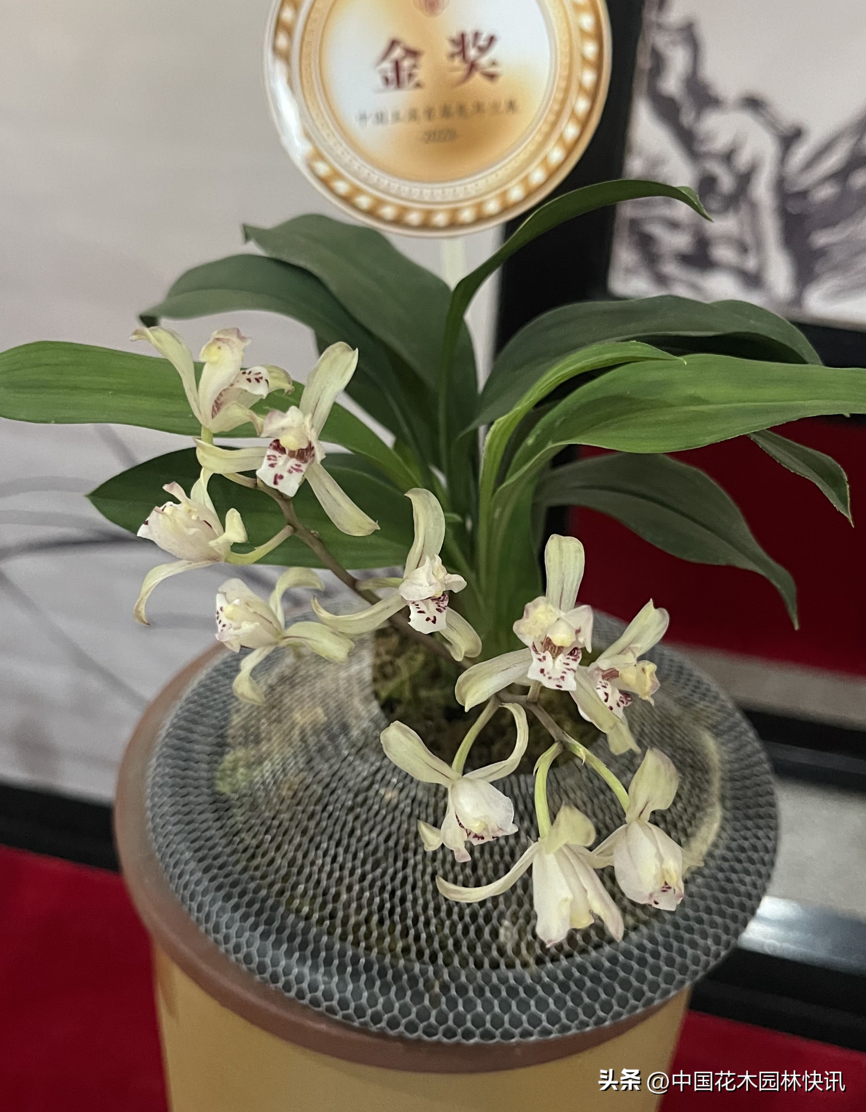 两岸一家亲共筑兰花梦中国玉溪首届兔耳兰展成功举办