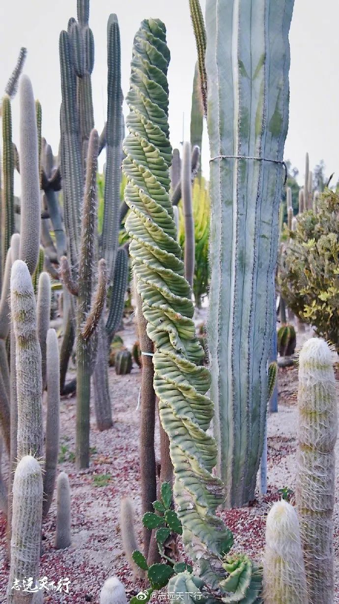 【闽山闽水物华新】又挖到宝藏旅游线路了！这份厦门两天一夜游玩攻略你一定要收藏！