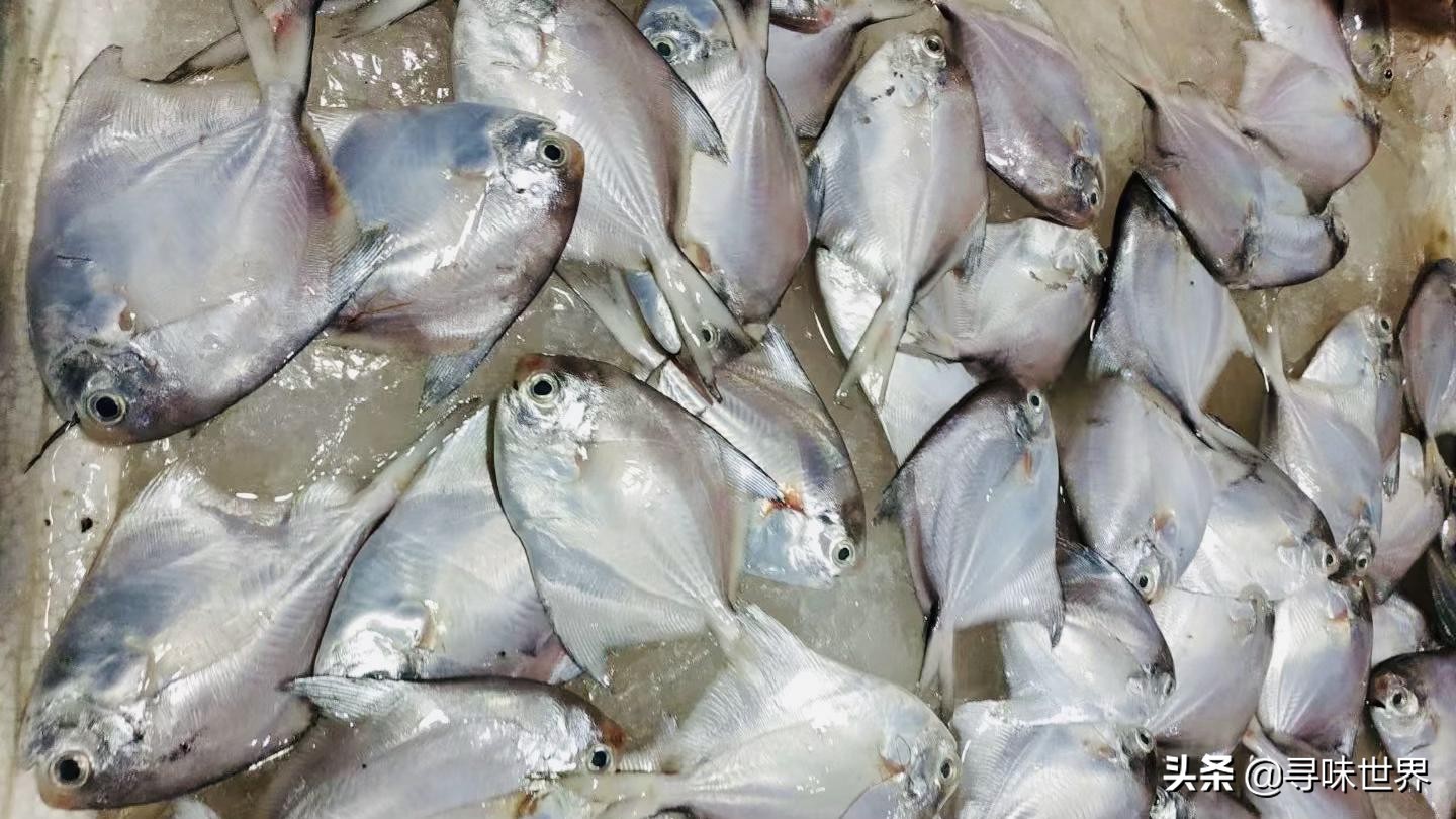 常见家常海鱼品种大全及图片,最好吃的海鱼品种大全及图片