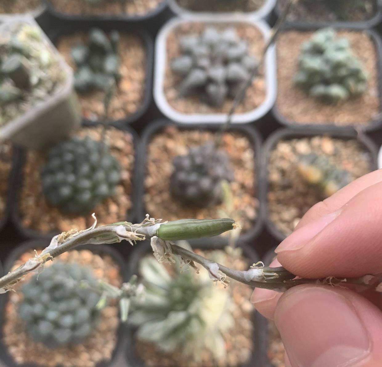 玉露人工授粉后怎么确定是否成功,玉露香人工授粉用什么花粉最好